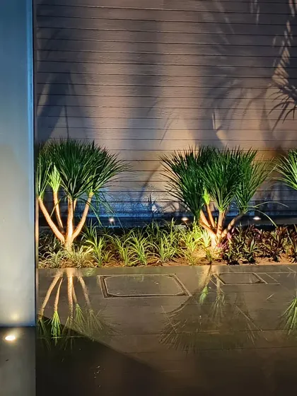 An example of my outdoor garden lighting solutions, where uplighting on these Dracaena plants creates beautiful shadows and reflections.