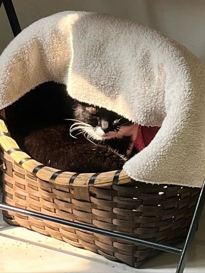 This is Kaali, Magic's brother, another senior sweetheart. I made him a cozy, dark cave to sleep in so he'd feel extra safe and secure.