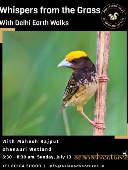 Urban Bird Watching photo 25