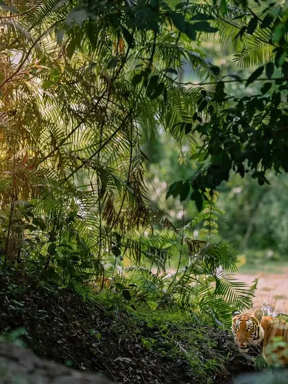 A tiger in the Jurassic-like landscape of Kaziranga. Spotting a tiger here is tough, which makes a sighting like this incredibly special.