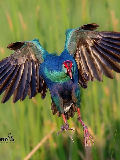 A Purple Moorhen, or Swamphen, comes in for a landing with its wings spread wide and feet forward. This action shot showcases the bird's vibrant colors and impressive wingspan.