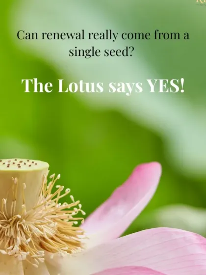 Can renewal really come from a single seed? The Lotus says yes. My Lotus Fantasy Night Cream uses the power of Lotus Seed Extract to rejuvenate, firm, and restore your skin's natural youth.