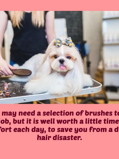 Tail It Easy - Mobile Pet Grooming Pet Parent Pro-Tips photo 14