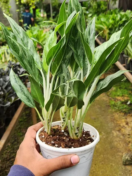 The Aglaonema Grey Hound offers a more subtle and sophisticated look. Its silvery foliage is perfect for modern and minimalist interior decor styles.