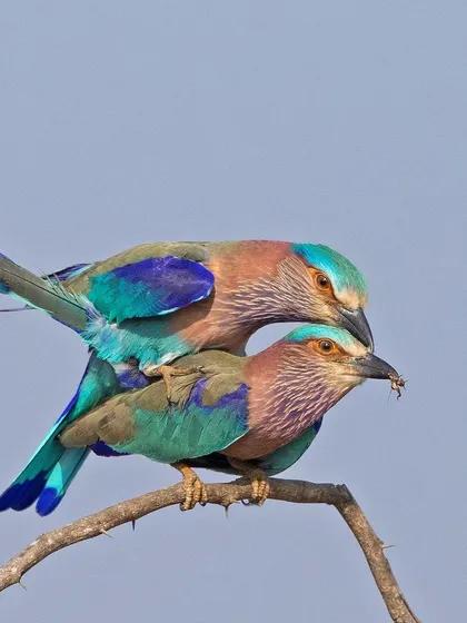 A pair of Indian Rollers mating on a branch, a rare and intimate behavior to witness and capture.