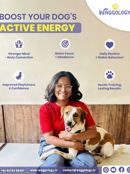 This infographic details how to boost a dog's active energy in a positive way. It covers the connection between a strong mind and body, better focus, and the stability that comes from a daily routine.