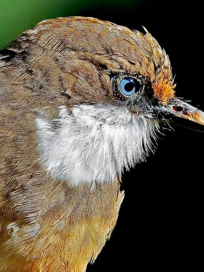 A close-up of a White-throated Laughingthrush against a black background. The intense focus is on its striking pale blue eye, which seems to glow in the light.