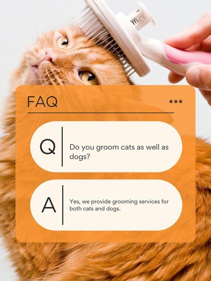 Petish Grooming - Mobile Grooming for Dogs & Cats Feline Friends: Cat Grooming photo 5