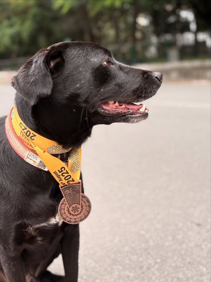 Sujith Kumar - Running & Fitness Coaching My Paw Friends photo 10