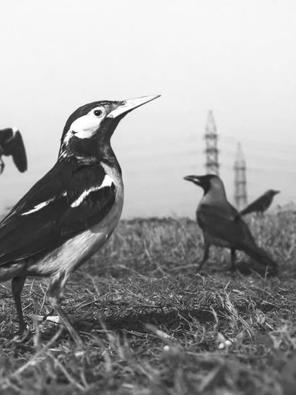 A wide-angle view of the feeding, showing how common this practice is and encouraging a discussion on its consequences.