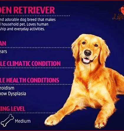Understanding your dog's breed is key to preventative care. This guide for Golden Retrievers highlights common health conditions like hip dysplasia and their moderate grooming needs, allowing you to be a more informed pet parent.