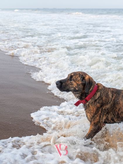 Kumbha looking stoic and majestic as the waves crash around him. The beach provides a stunning natural backdrop for powerful pet portraits.