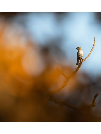 A small bird perches on a branch, framed by the beautiful orange and blue bokeh of the background. A perfect example of the artistic possibilities in urban wildlife photography.