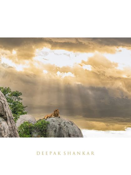 A king in his paradise. The heavens seemed to open up for this shot, casting divine light upon this lion as he surveyed his kingdom. It’s a moment of pure, cinematic beauty.