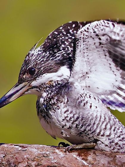 A close-up of a Crested Kingfisher, its wings partially raised. The intricate black and white spotting on its feathers and its spiky crest are shown in incredible detail.