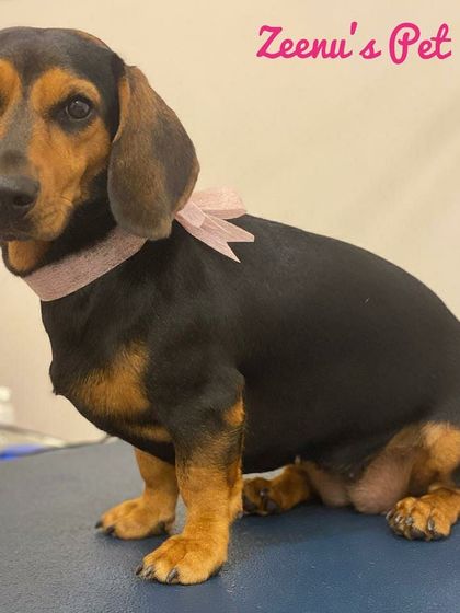 Zeenu's Pet Spa - Dog Grooming & Spa We Love All Breeds photo 15