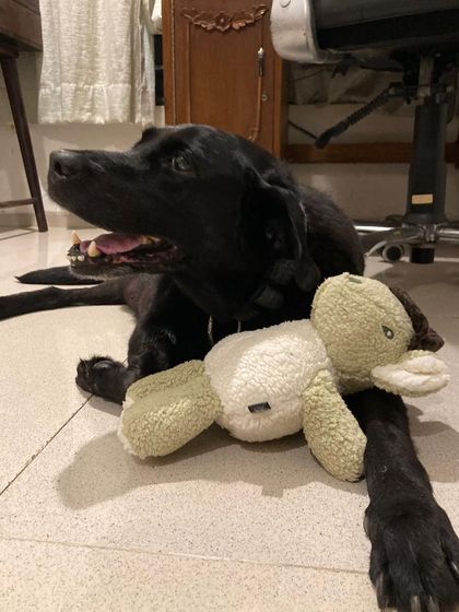 PL Paws - Animal Rescue & Rehabilitation Happy Tails: Our Adoption Stories photo 63