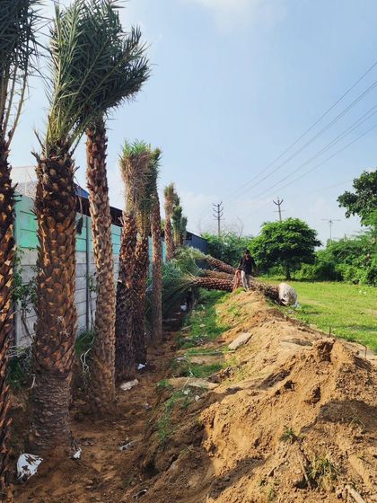 Delhi Gardner - Full-Service Landscaping Statement Trees & Sculpted Topiaries photo 10