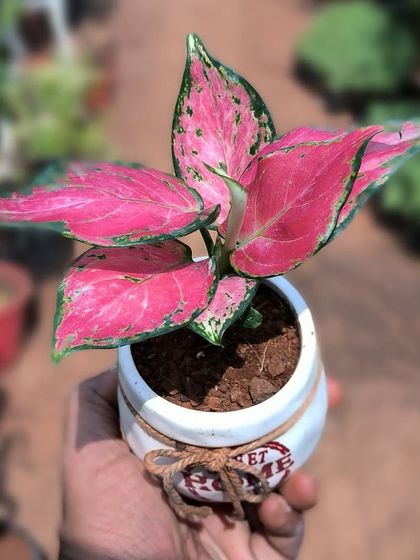 Popular Indoor Plants photo 13