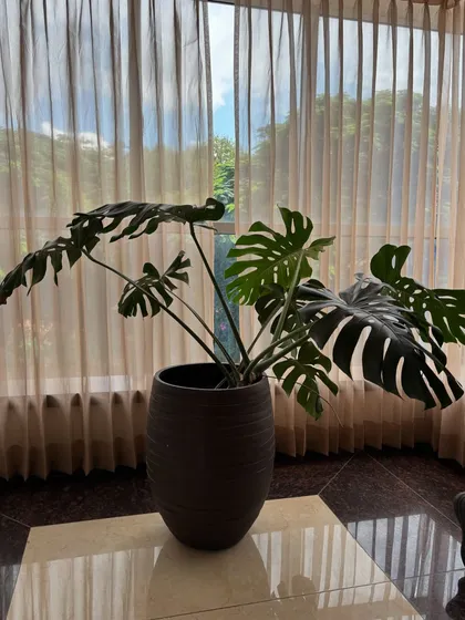Another view of the beautiful Monstera at Hotel Grand Serene. Its placement against the window allows it to receive ample light while creating a beautiful silhouette.