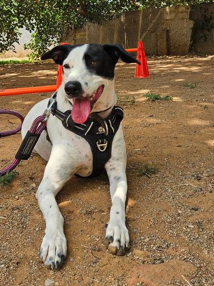 Furry Story - Premium Home Boarding Happy Guests Gallery photo 10