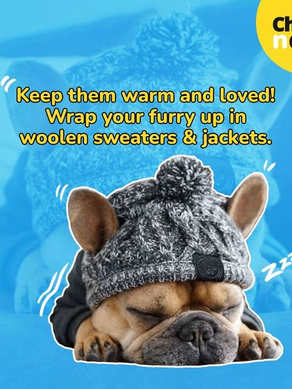 Keep them warm and loved. I stock a variety of woolen sweaters, jackets, and even cute beanies to make sure your furry friend is comfortable and stylish during the winter.