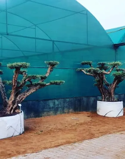Imported olive bonsai trees resting in our nursery under a shade net. We ensure they are well-acclimatized before sending them to our clients.
