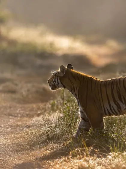A dream-like frame of the tigress Parwali on a misty morning in Dhikala. The backlit grass and soft focus create a painterly effect, a style I love to explore with my clients.