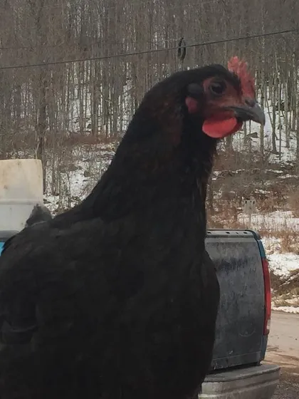 A portrait of one of our hardworking hens, taking a break from her composting duties to supervise the truck.