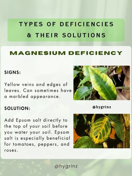 Hygrinz - Garden Maintenance Gardening Know-How: Tips & Techniques photo 20