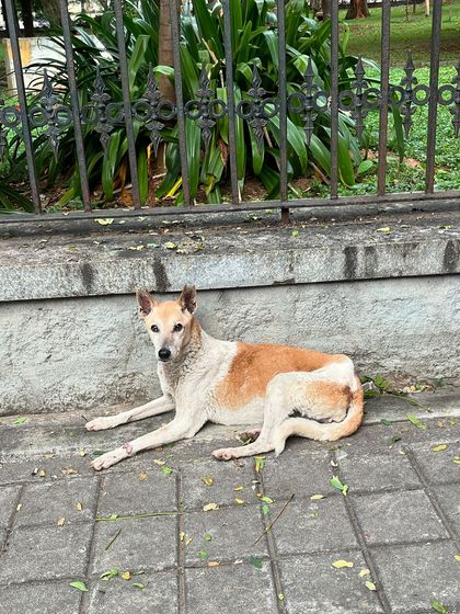 Road To Trail Club - Road Running Coaching (10k to Marathon) Our Pack: The Dog-Friendly Running Club photo 15