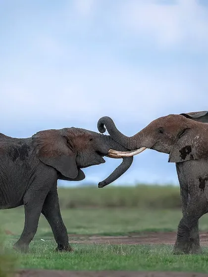 Two young elephants spar with each other, a friendly test of strength.