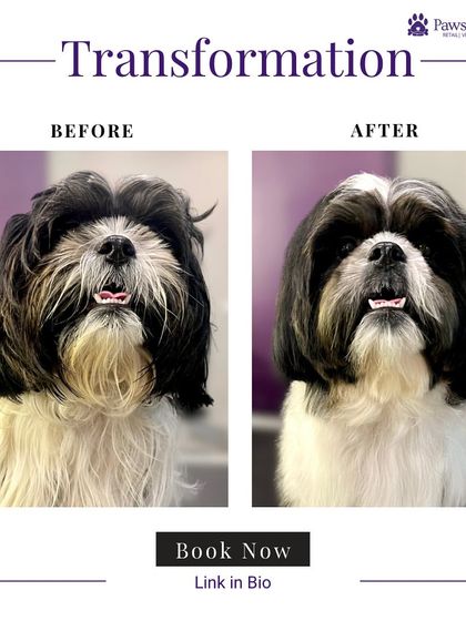PawsnCollars - Pet Grooming & Spa Grooming Transformations: Before & After photo 5