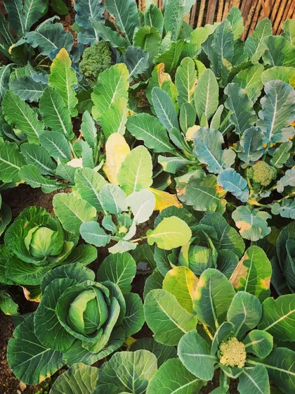 A glimpse into my mom's kitchen garden. Here you can see rows of fresh cabbage, broccoli, and cauliflower growing happily.