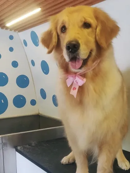 This Golden Retriever is pretty in pink! She's all ready to pose for the camera after her spa day.