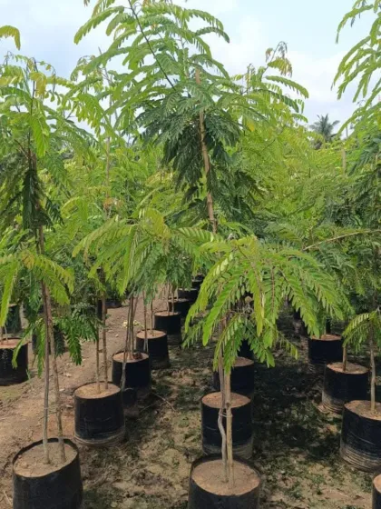 A young Gulmohar tree in a nursery bag, showing its delicate, fern-like leaves.