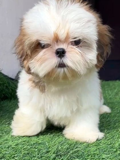 This adorable Shih Tzu puppy is ready for cuddles after its first grooming. I am extra gentle with puppies to make sure they have a positive experience.
