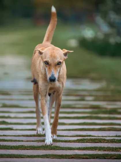 The determined walk of an indie dog, with the lines of the pavement leading the viewer's eye directly to him. A great example of using composition to create impact.