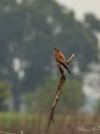 A Common Kestrel on a dead tree branch, providing a wide view of its surroundings.