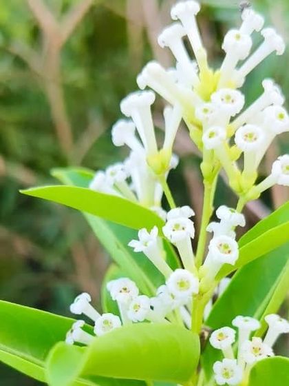 The 'Queen of the Night' flower (Cestrum nocturnum), famous for releasing its powerful, sweet fragrance only after dark. Planting this near a window is a treat for the senses.