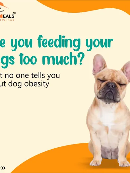 This collection of infographics and product shots provides a comprehensive guide to understanding, preventing, and managing dog obesity with my specialized diet plans and responsible treating tips.