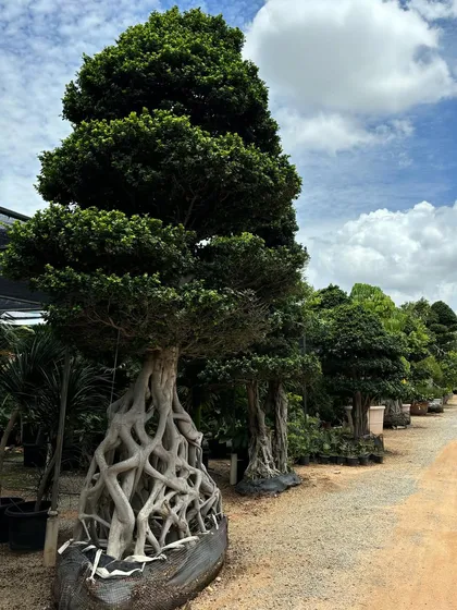To offer something truly special, we source unique plants from around the world, like these magnificent Bonsai trees from Malaysia. Their ancient, sculptural forms and intricate roots bring a sense of history and artistry to any landscape.