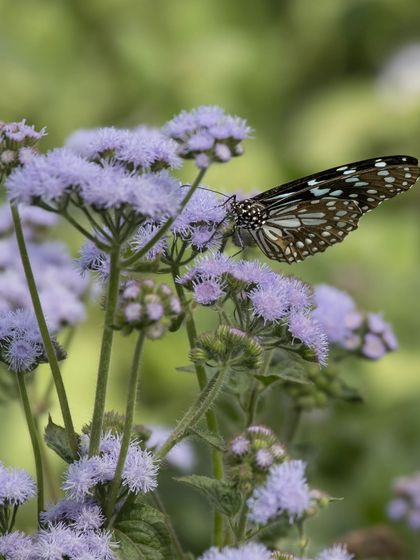 A Blue Tiger butterfly feeding on purple wildflowers at Bhondsi Ashram.