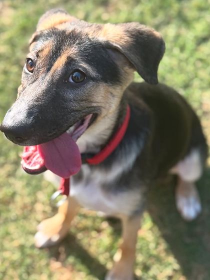 A happy-go-lucky German Shepherd mix puppy enjoying the sunshine.