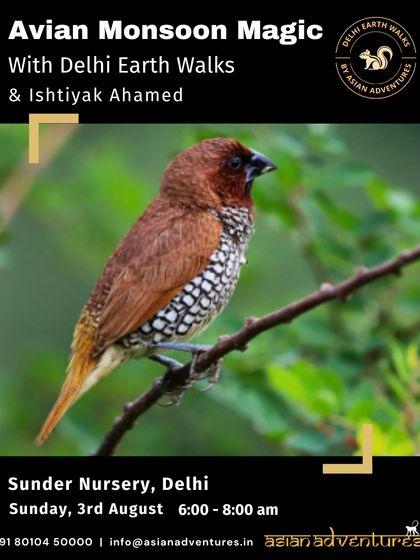 Urban Bird Watching photo 24