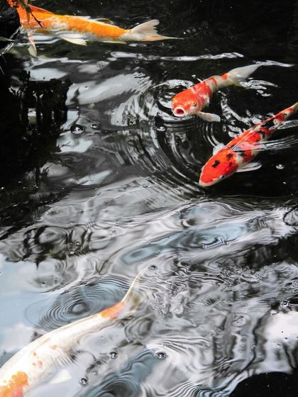A beautiful shot of koi fish swimming in a dark pond, their orange and white colors standing out.