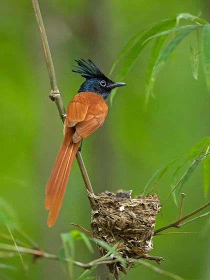 An Asian Paradise Flycatcher, the male with its incredibly long tail streamers, sits near its nest.