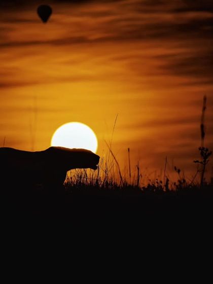 Wild Encounters: Action & Behavior photo 26