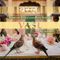 VASL by Arushi