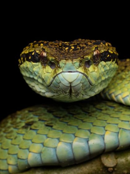 A head-on shot of a Malabar Pit Viper, its mesmerizing eyes and patterns on full display.